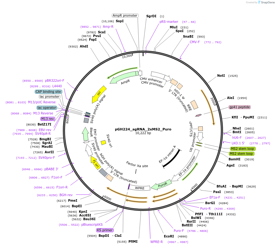 85413-plasmid-map-sequence-id-433760