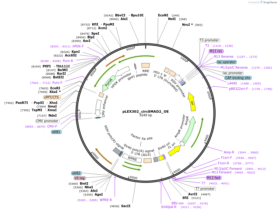 215238-plasmid-map-sequence-id-433772
