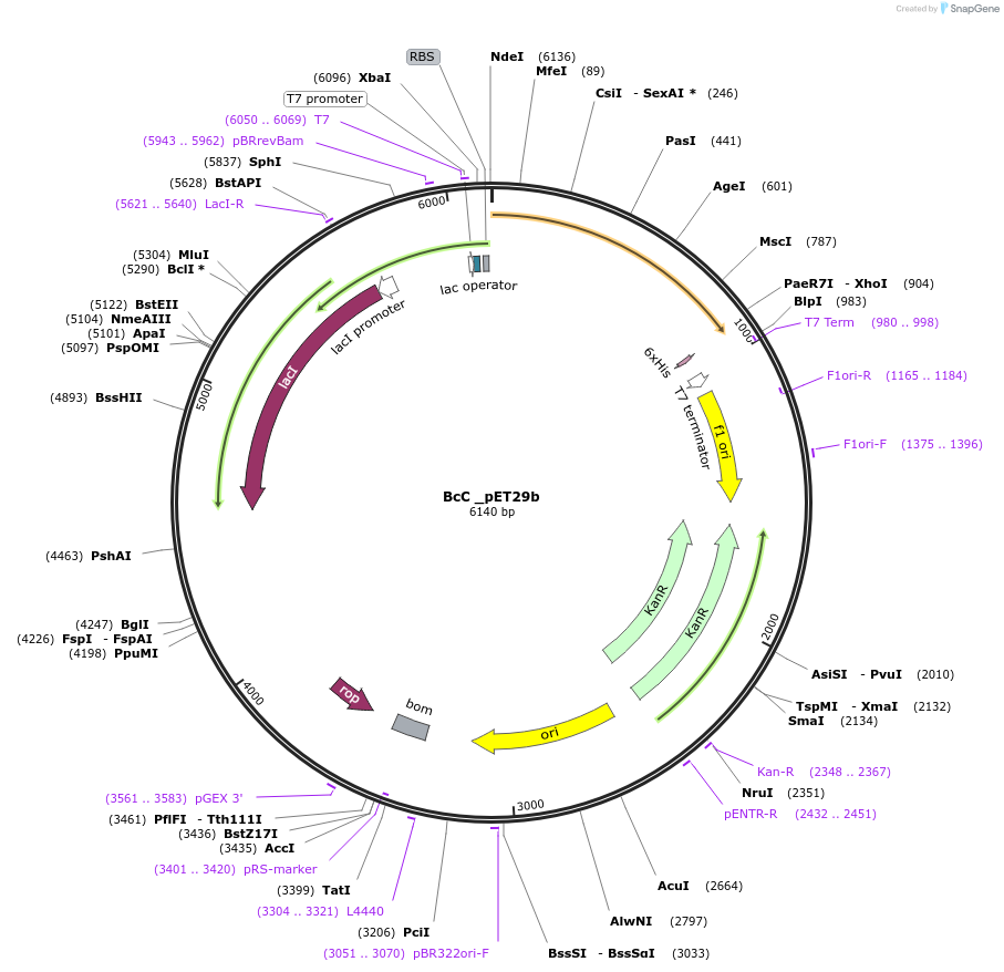 215403-plasmid-map-sequence-id-433775