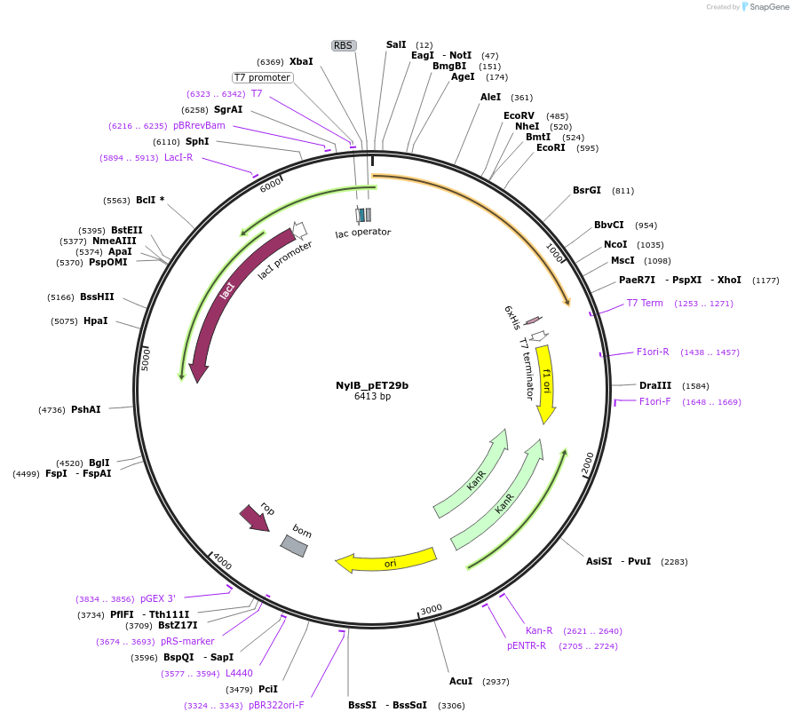 215414-plasmid-map-sequence-id-433776