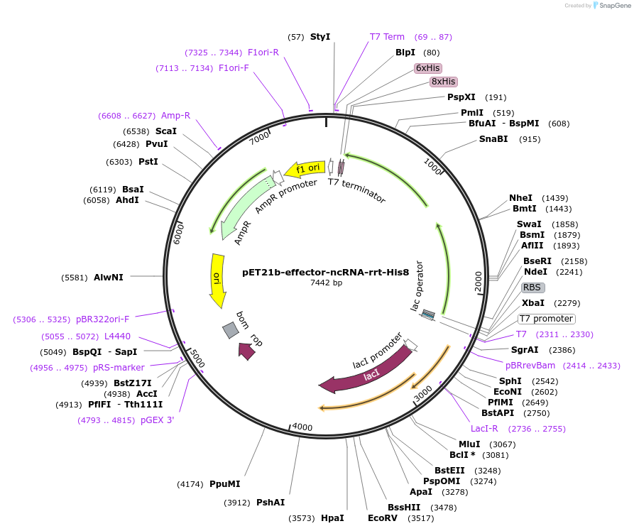 194089-plasmid-map-sequence-id-433794