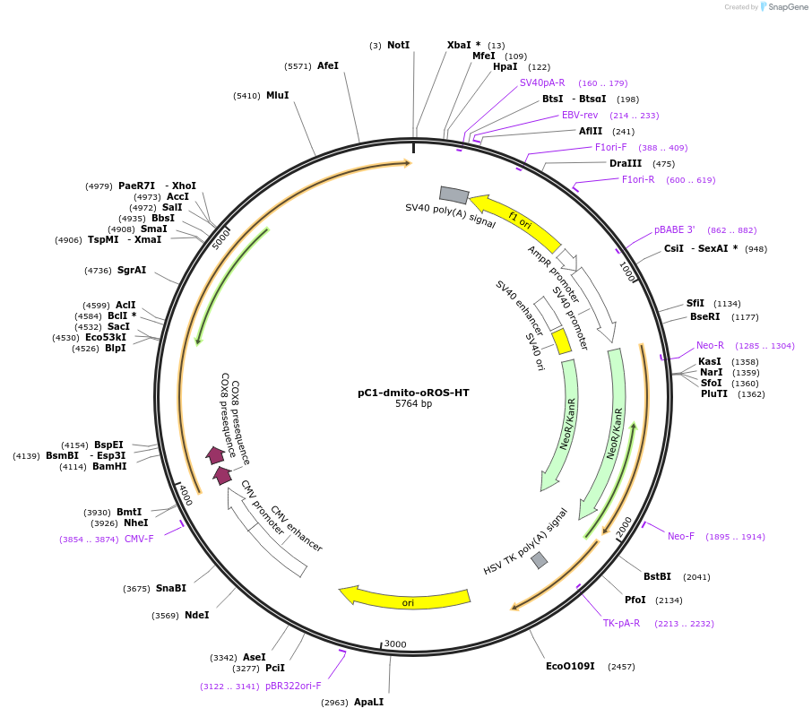 216418-plasmid-map-sequence-id-433842
