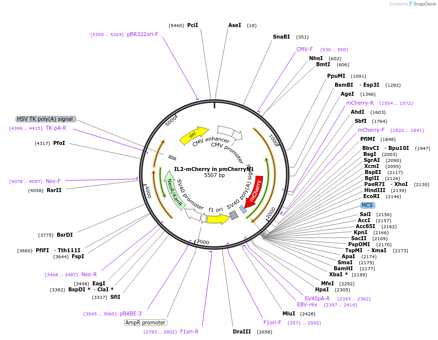 187283-plasmid-map-sequence-id-433846