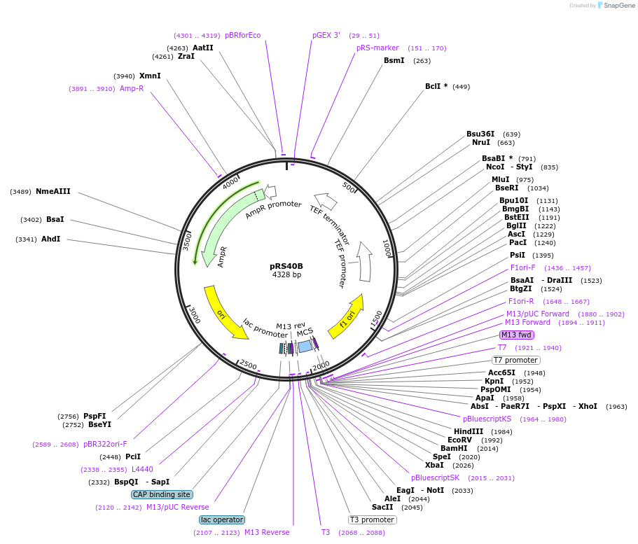 35478-plasmid-map-sequence-id-43387