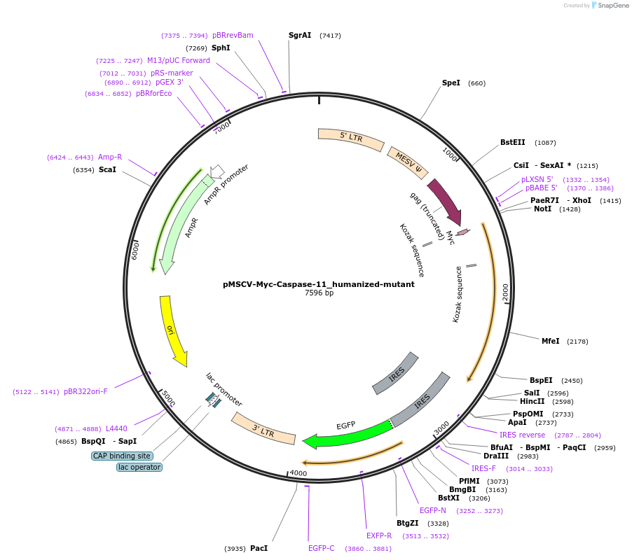 214316-plasmid-map-sequence-id-433870