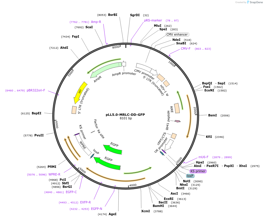 187260-plasmid-map-sequence-id-433872