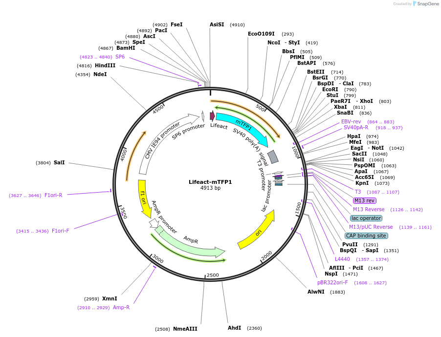 218980-plasmid-map-sequence-id-433874