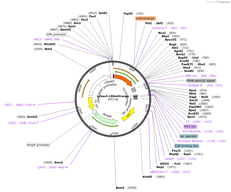 218976-plasmid-map-sequence-id-433876