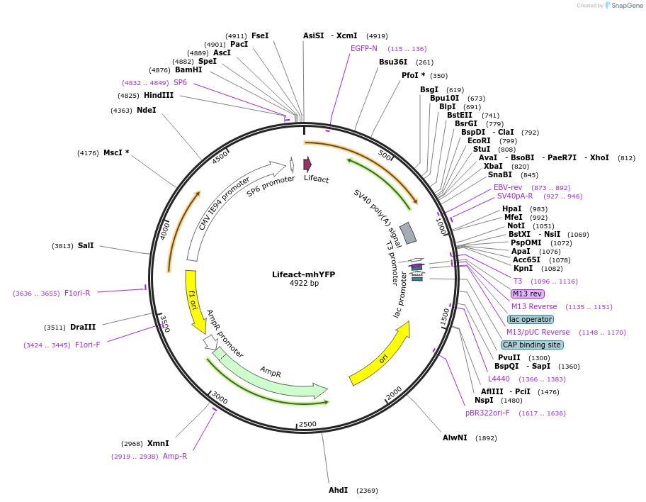 218978-plasmid-map-sequence-id-433877