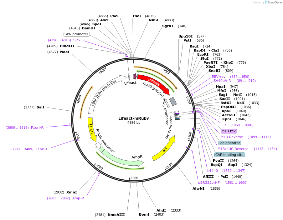 218979-plasmid-map-sequence-id-433879