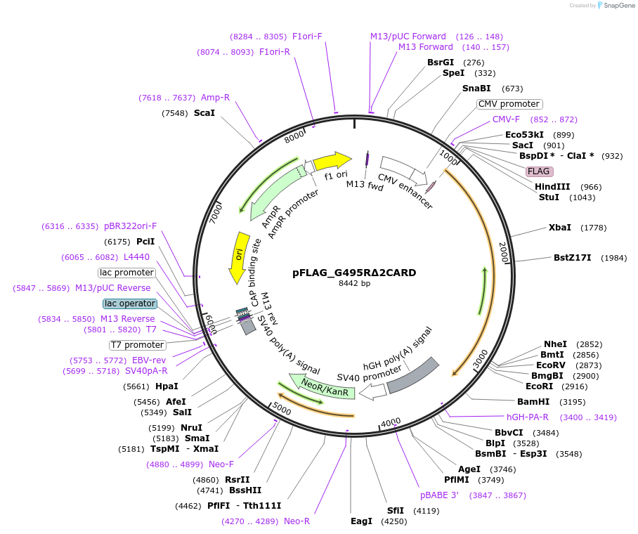 216801-plasmid-map-sequence-id-433884