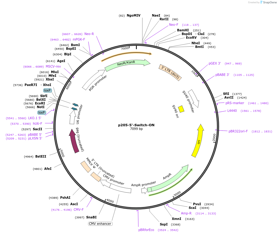 217884-plasmid-map-sequence-id-433897