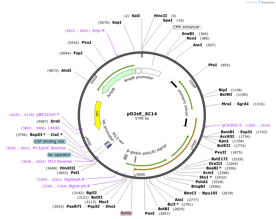 219717-plasmid-map-sequence-id-433900