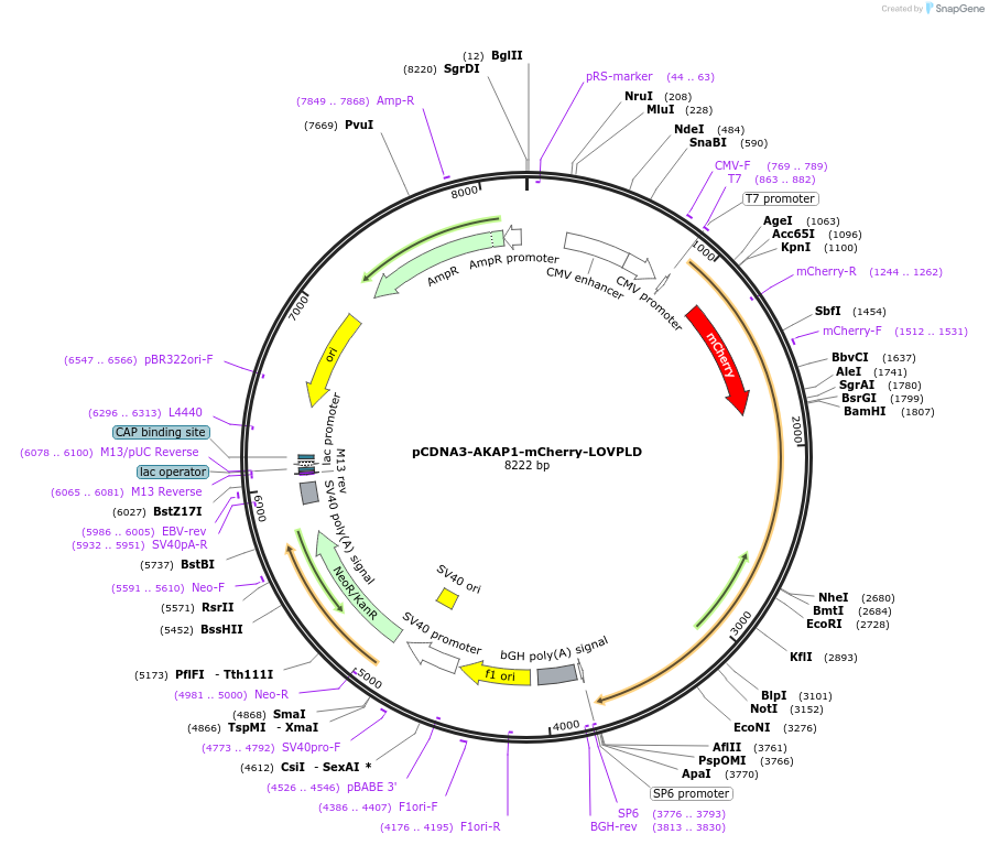 219558-plasmid-map-sequence-id-433902