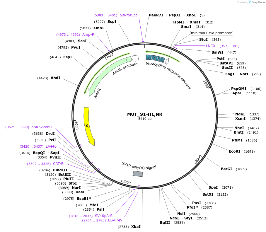 218395-plasmid-map-sequence-id-433911