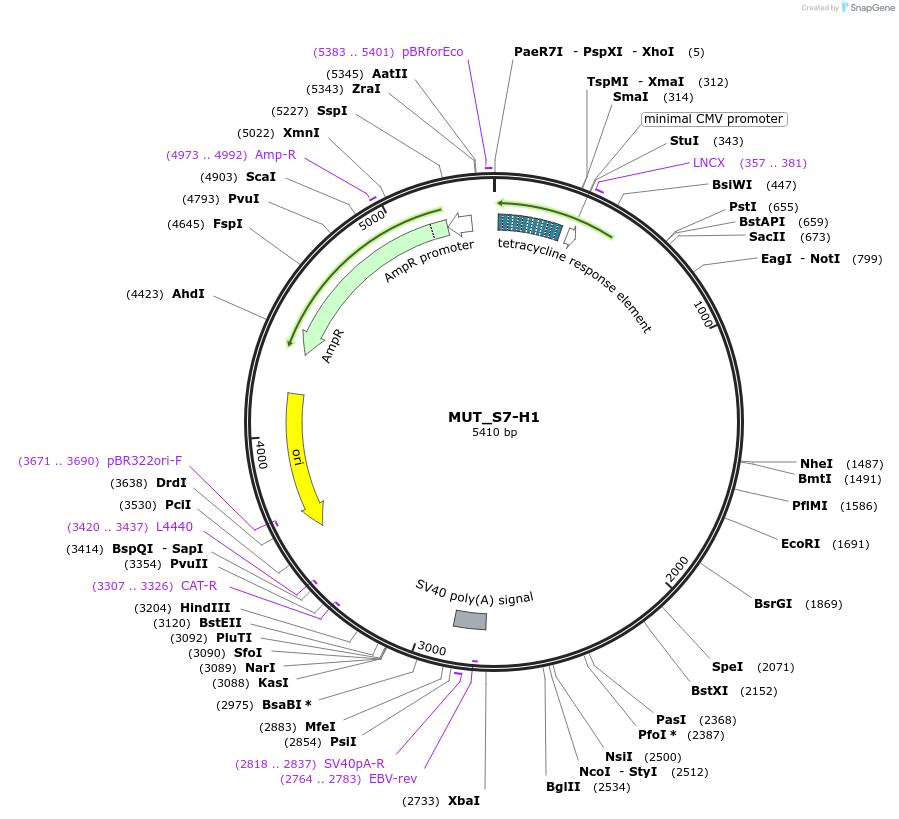 218396-plasmid-map-sequence-id-433914