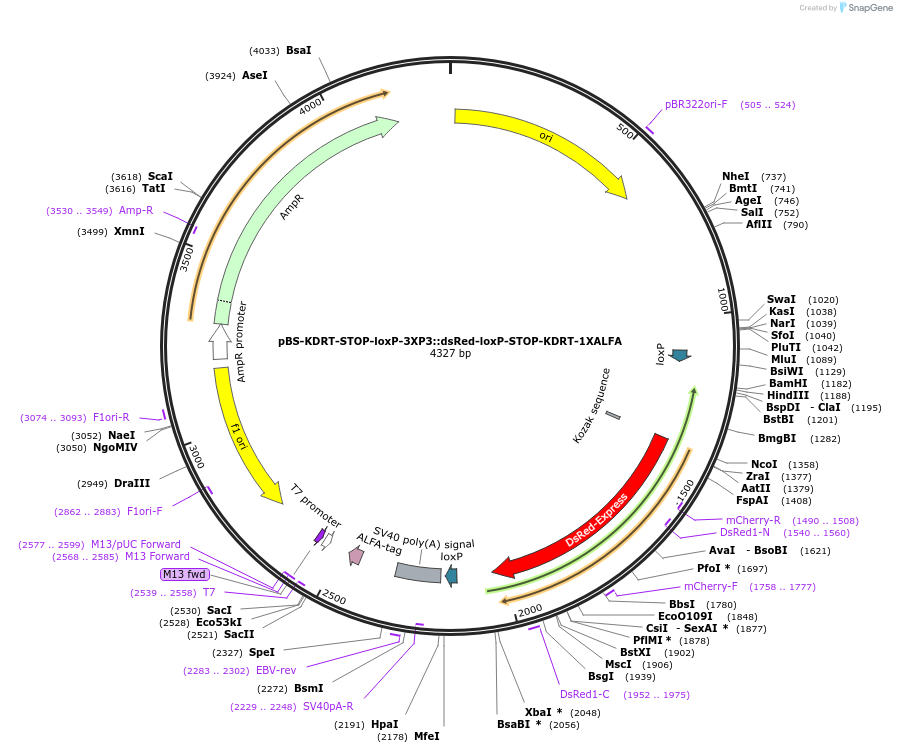 217509-plasmid-map-sequence-id-433949