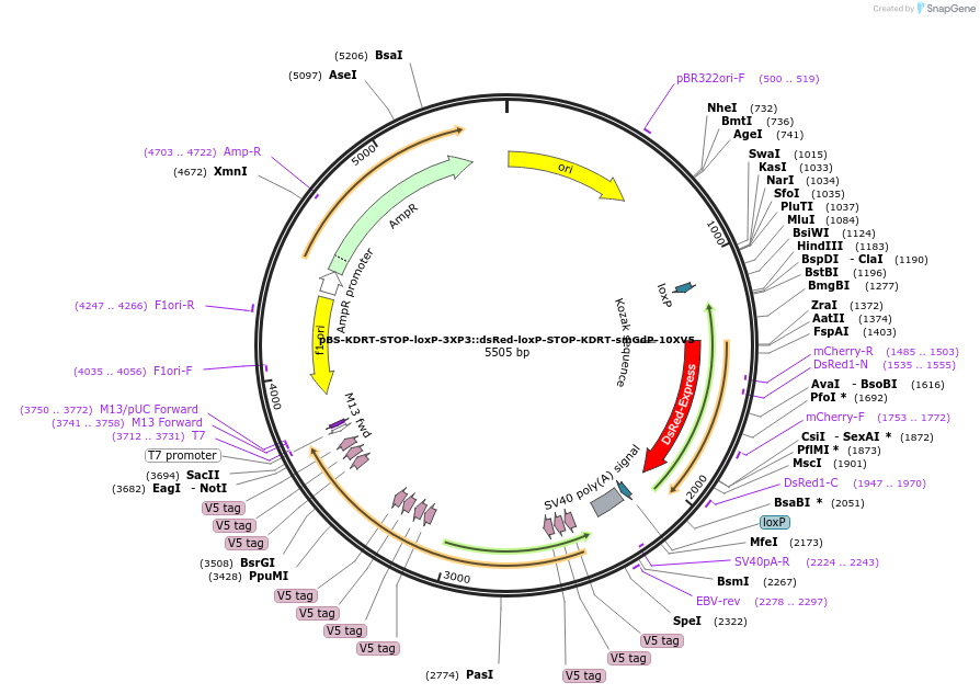 217510-plasmid-map-sequence-id-433954