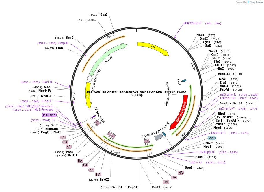 217511-plasmid-map-sequence-id-433960