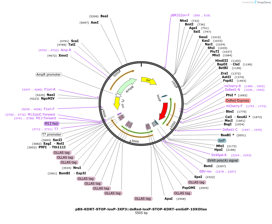 217512-plasmid-map-sequence-id-433961