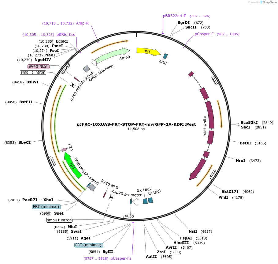217513-plasmid-map-sequence-id-433965