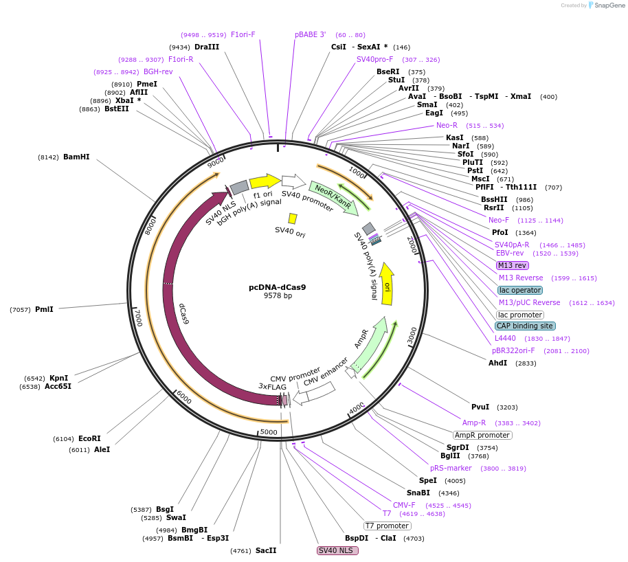 47106-plasmid-map-sequence-id-433987