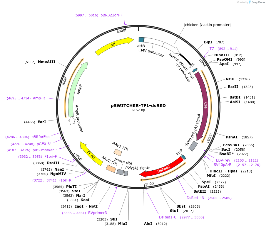 213043-plasmid-map-sequence-id-434013