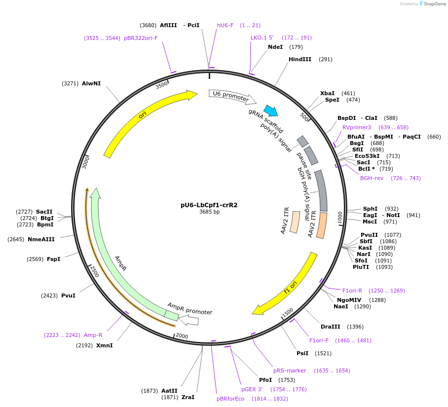 213047-plasmid-map-sequence-id-434027
