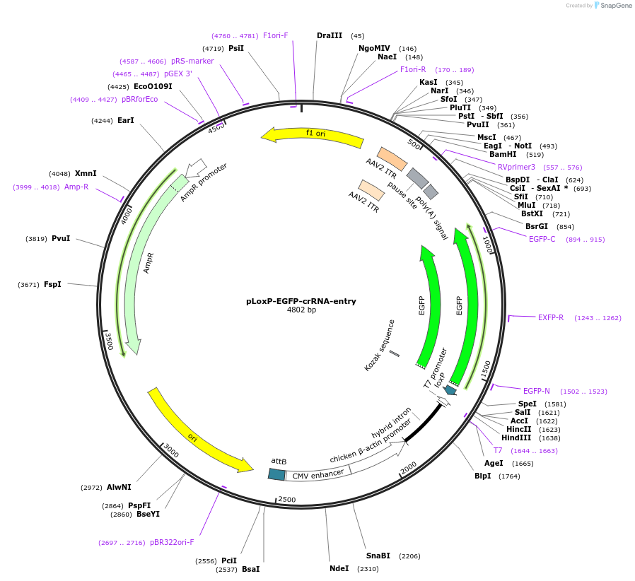 213048-plasmid-map-sequence-id-434028