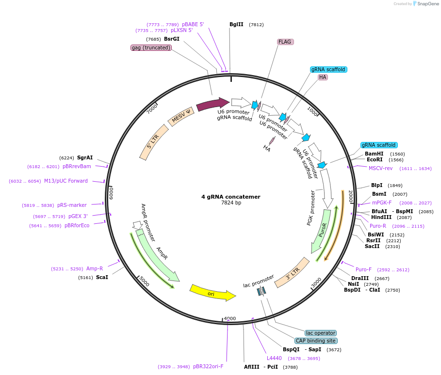 84881-plasmid-map-sequence-id-434030