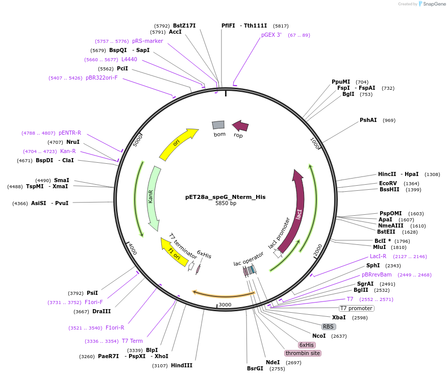 220478-plasmid-map-sequence-id-434034