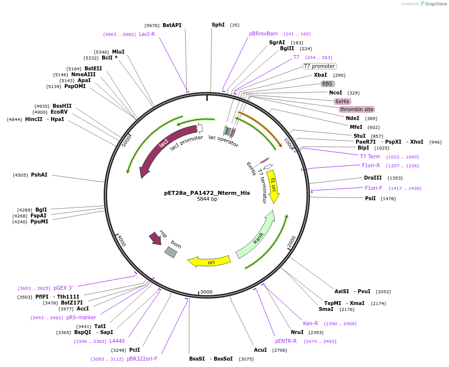 220480-plasmid-map-sequence-id-434035