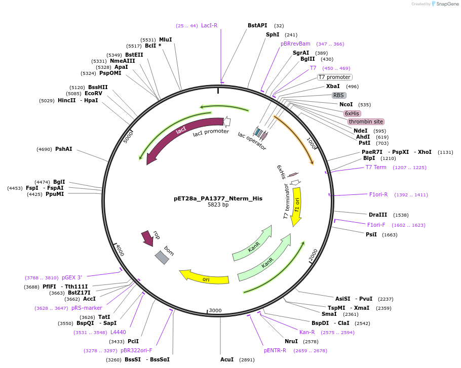 220481-plasmid-map-sequence-id-434036