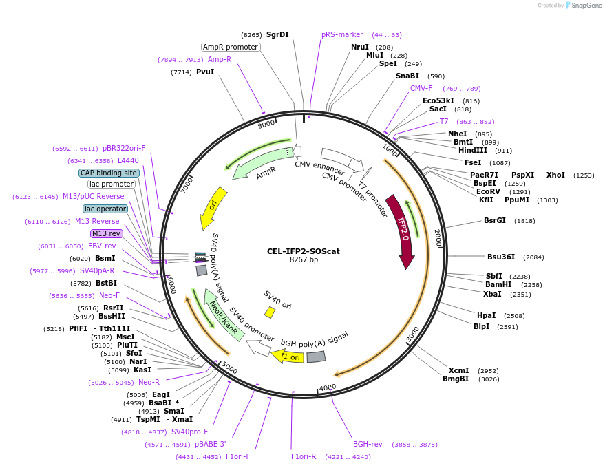 208746-plasmid-map-sequence-id-434037