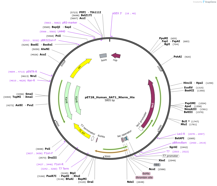 220482-plasmid-map-sequence-id-434038