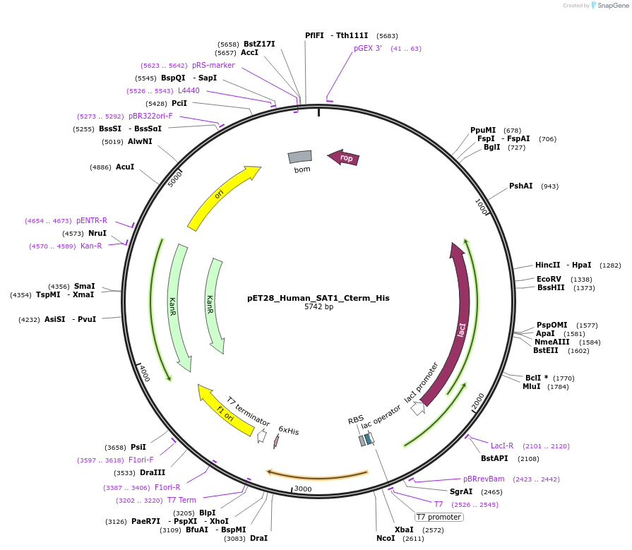220487-plasmid-map-sequence-id-434041