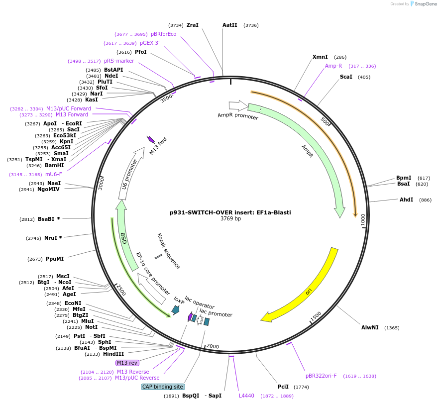 217890-plasmid-map-sequence-id-434052