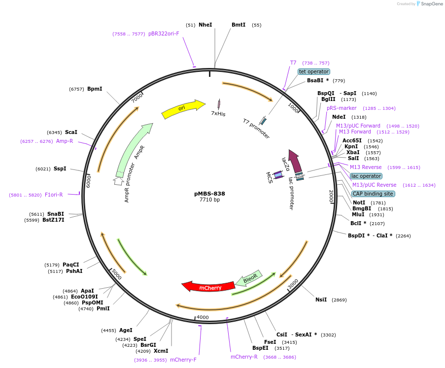 217994-plasmid-map-sequence-id-434060
