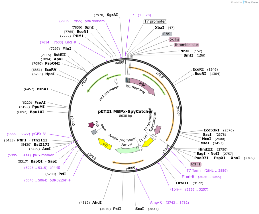 72327-plasmid-map-sequence-id-434061