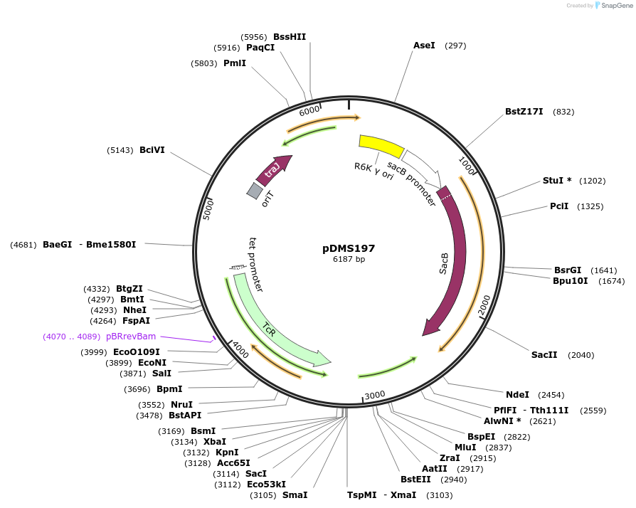 43831-plasmid-map-sequence-id-434063