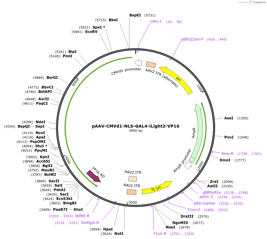 219550-plasmid-map-sequence-id-434073