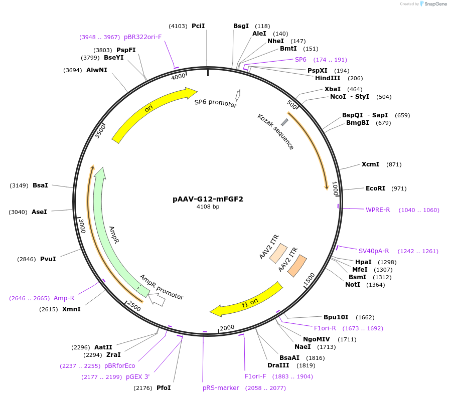 219552-plasmid-map-sequence-id-434075