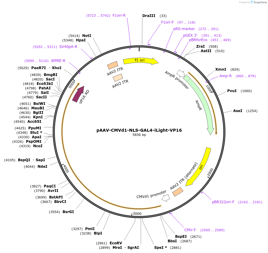 219549-plasmid-map-sequence-id-434077