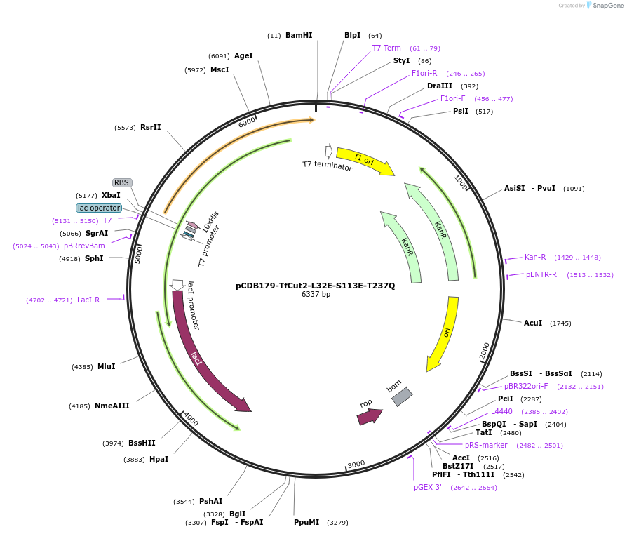 218696-plasmid-map-sequence-id-434085