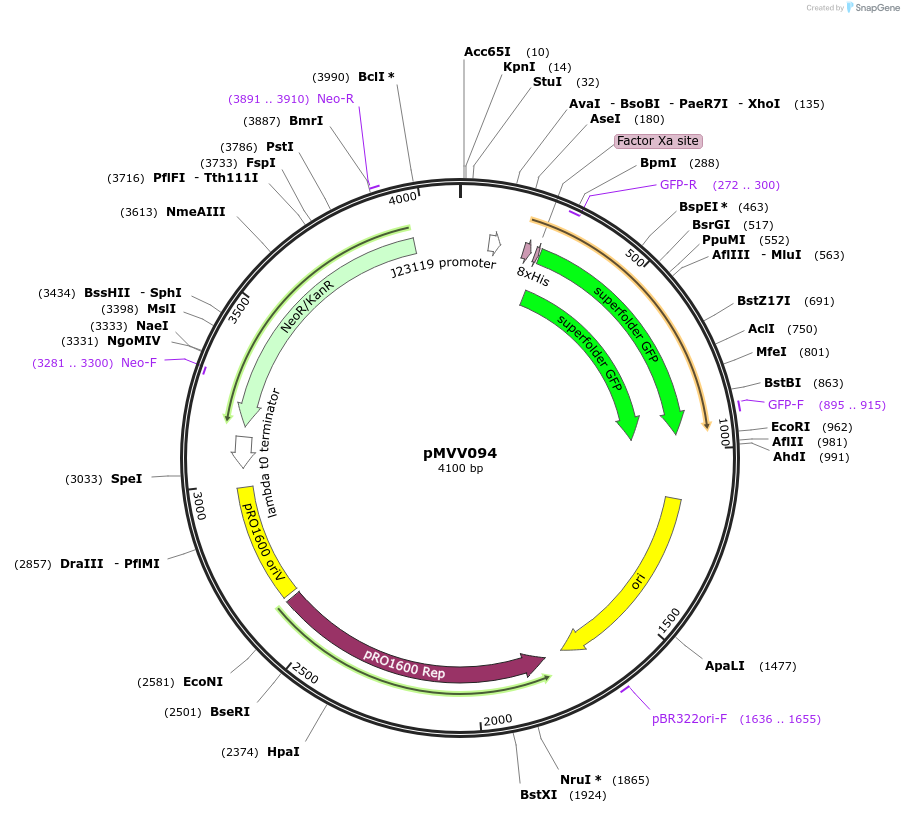 215302-plasmid-map-sequence-id-434099