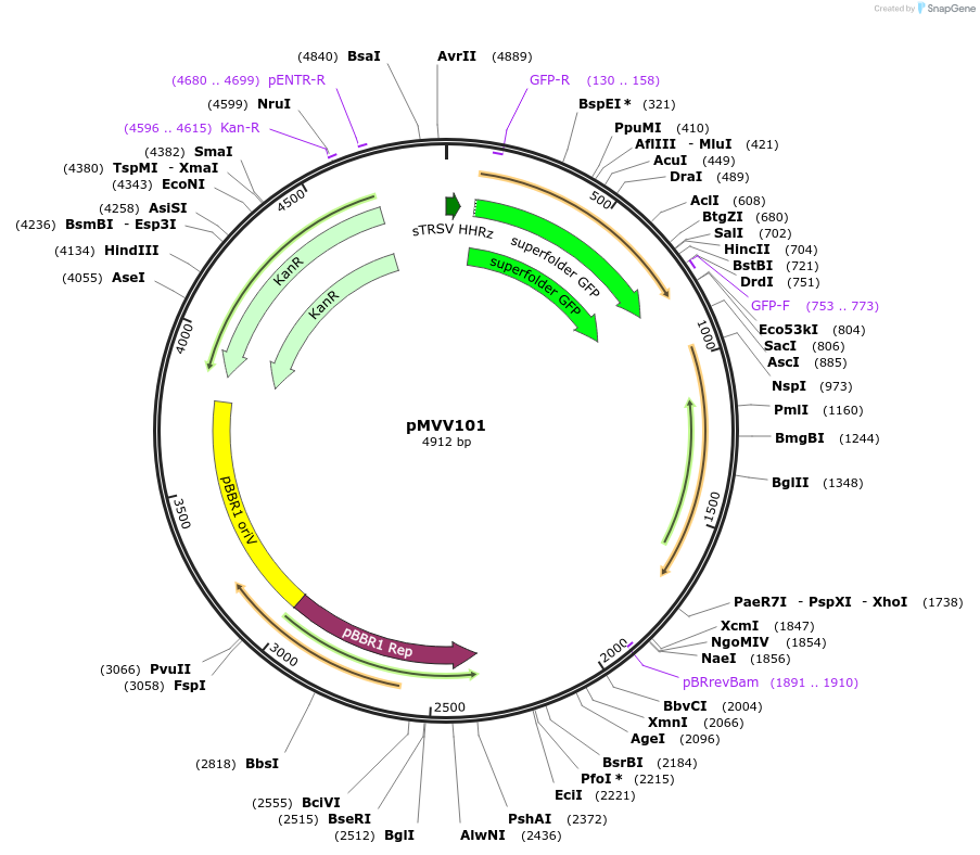 215307-plasmid-map-sequence-id-434110