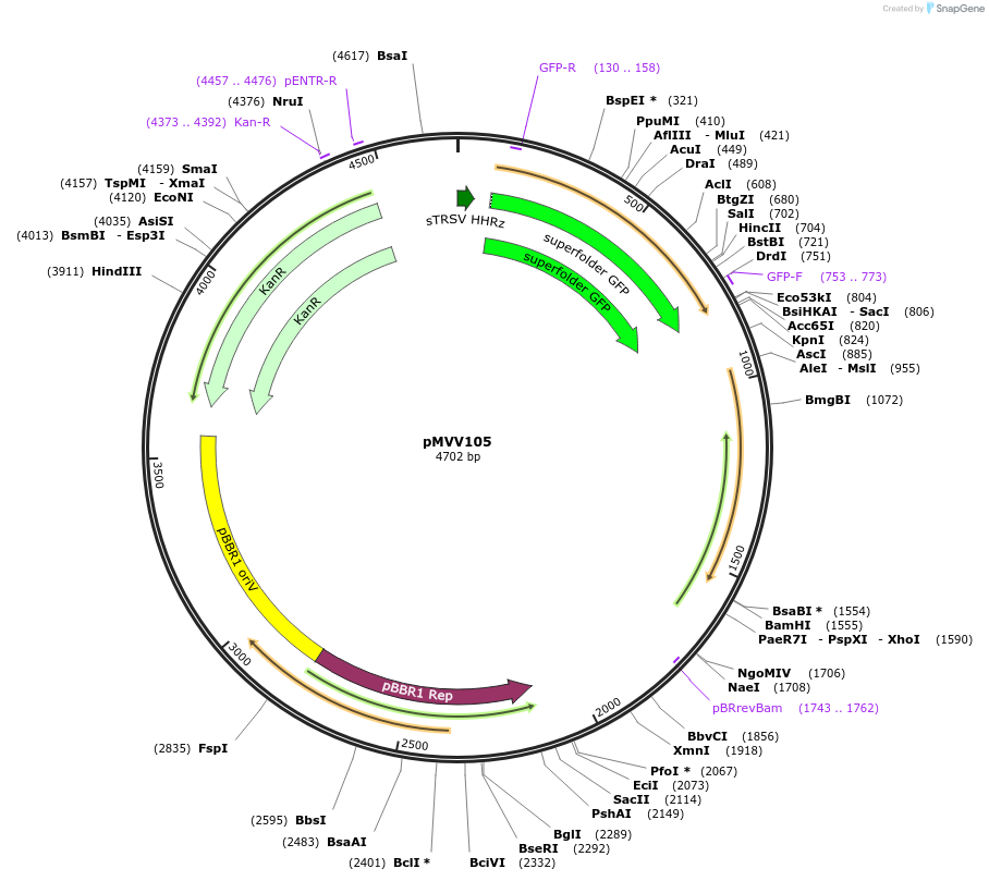 215311-plasmid-map-sequence-id-434113