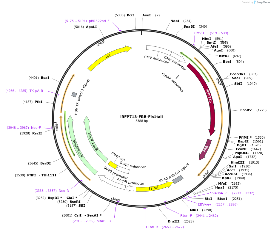 220080-plasmid-map-sequence-id-434128