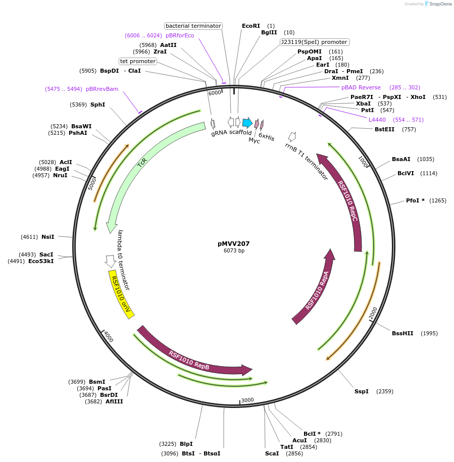 215343-plasmid-map-sequence-id-434129