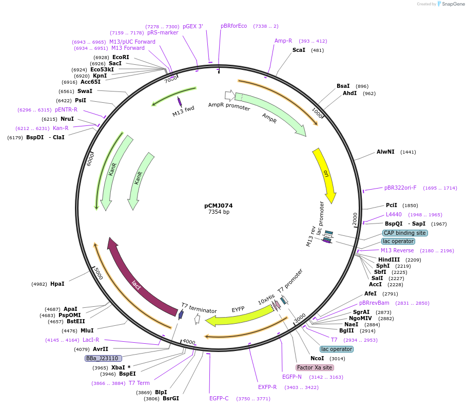 215654-plasmid-map-sequence-id-434130